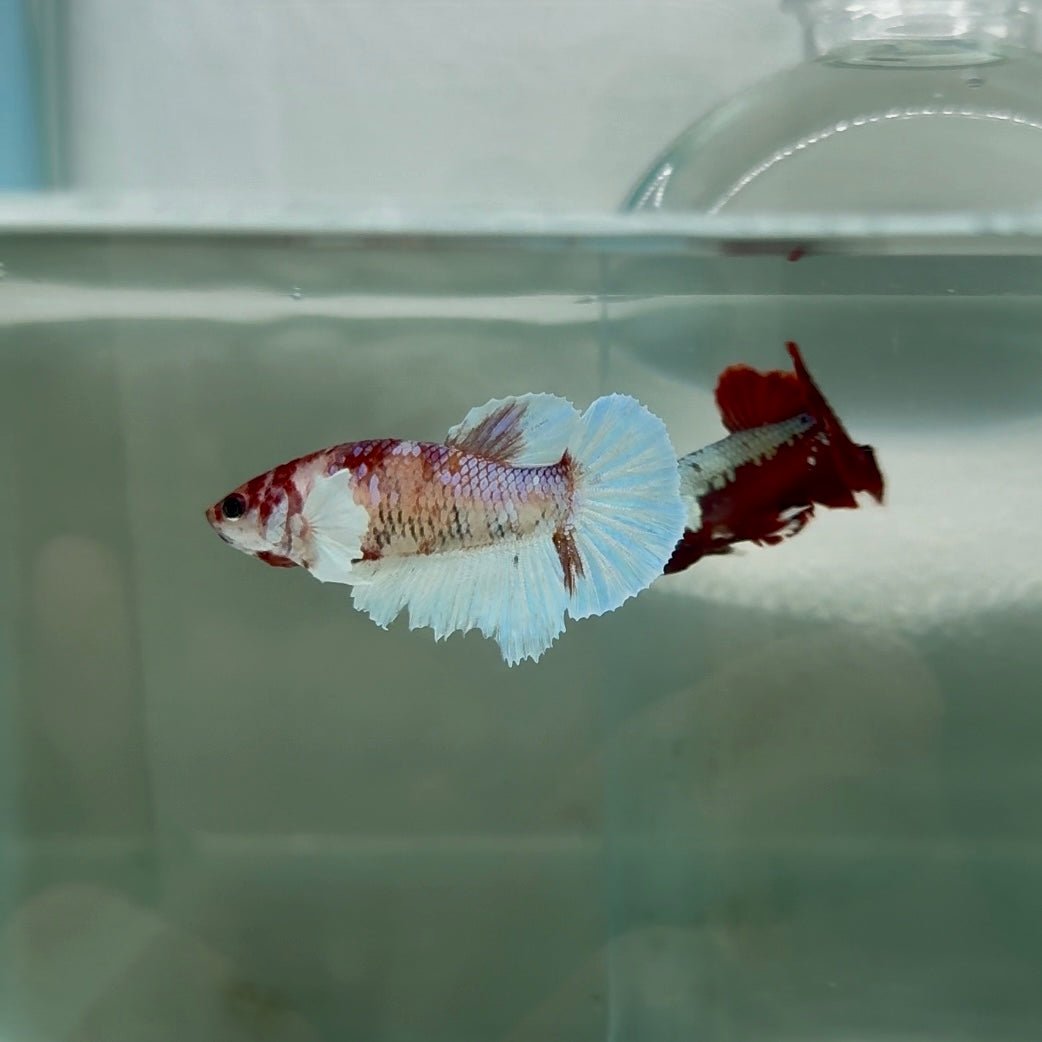 Dumbo Halfmoon Multicolor Koi Female Betta N99