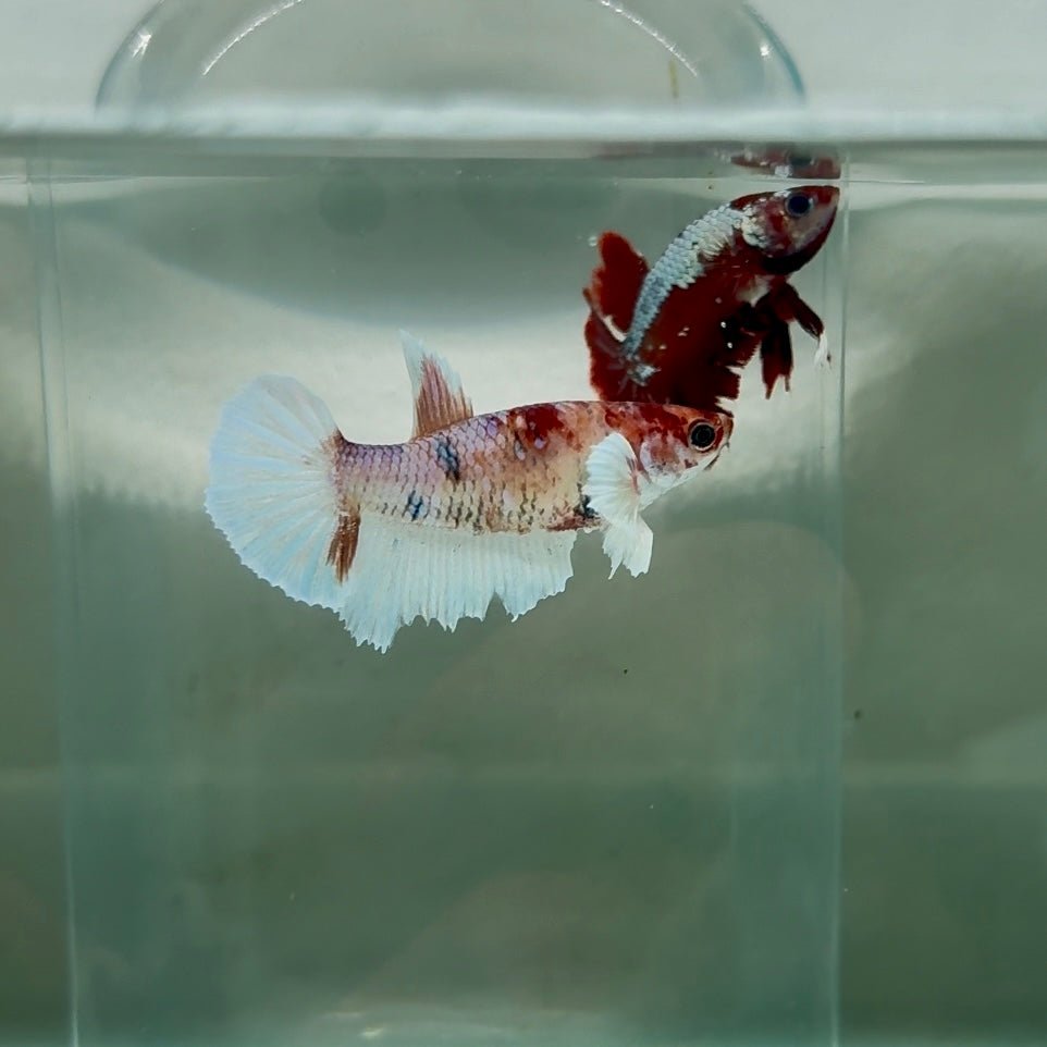 Dumbo Halfmoon Multicolor Koi Female Betta N99