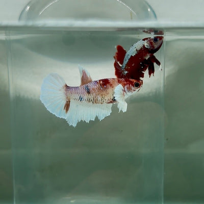 Dumbo Halfmoon Multicolor Koi Female Betta N99