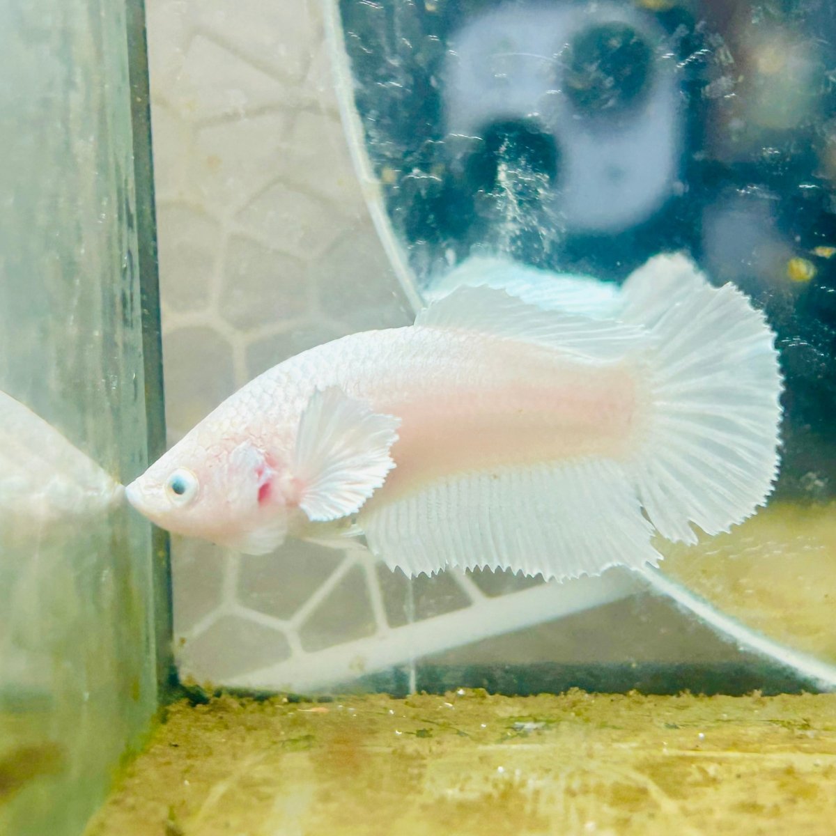 Dumbo Halfmoon Super White Female Betta #094