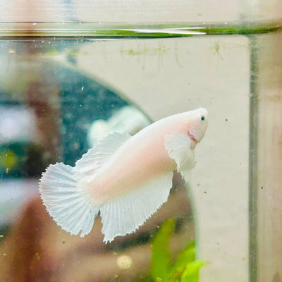 Dumbo Halfmoon Super White Female Betta 132