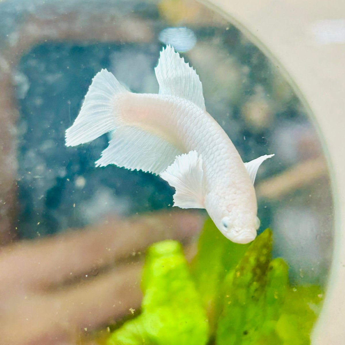Dumbo Halfmoon Super White Female Betta #094