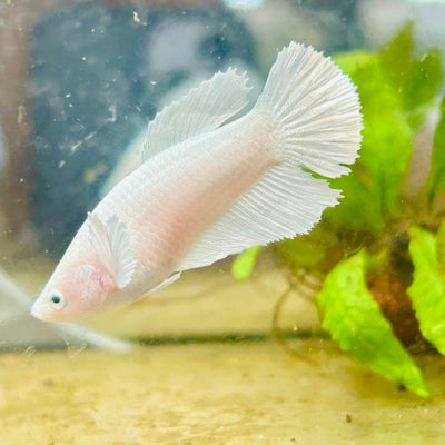 Dumbo Halfmoon Super White Female Betta 132