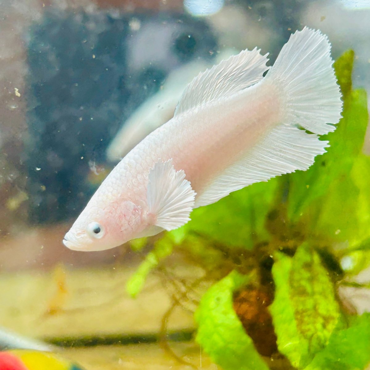 Dumbo Halfmoon Super White Female Betta #094