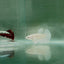 Dumbo Halfmoon Super White Female Betta N90,N124,N125,N126,N127,N128