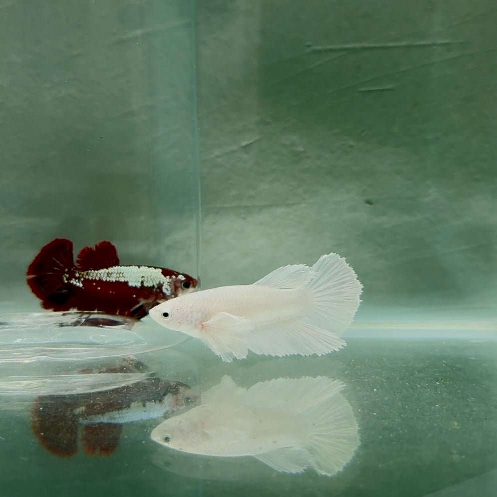 Dumbo Halfmoon Super White Female Betta N90,N124,N125,N126,N127,N128