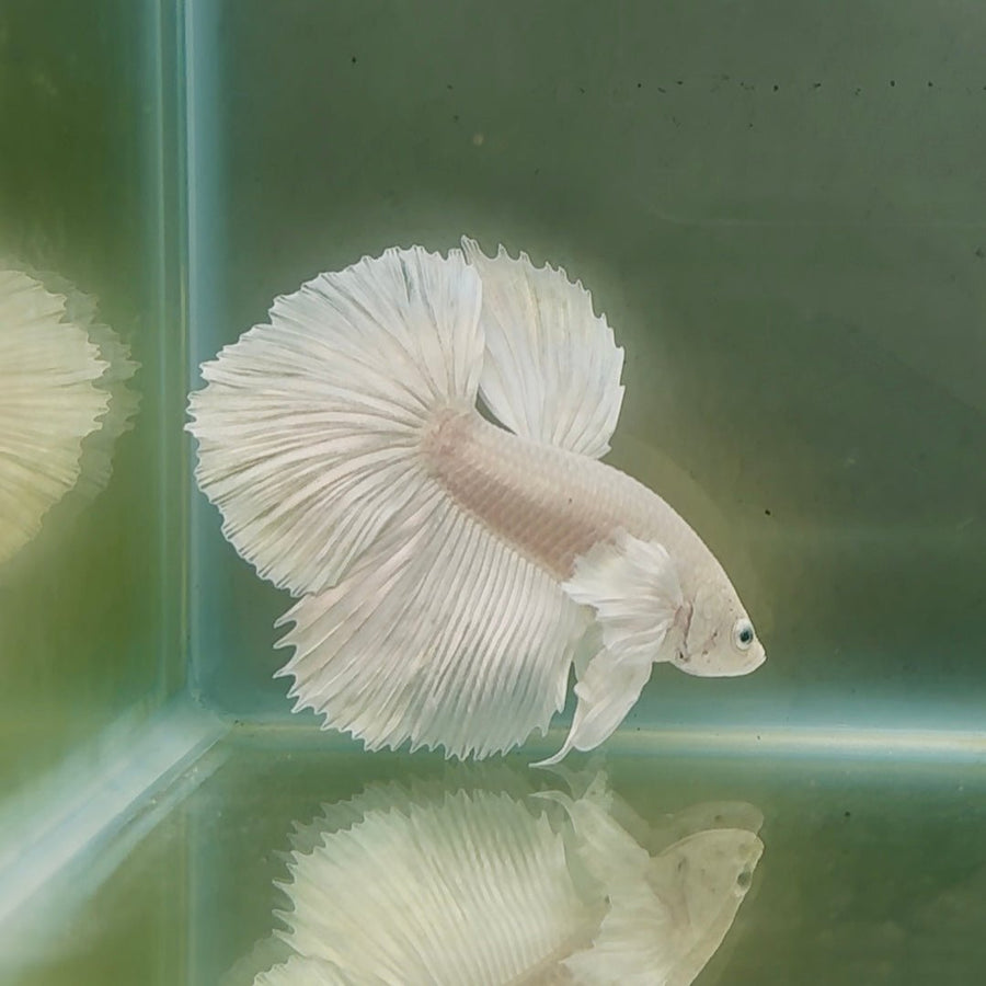 Dumbo Halfmoon Super White Male Betta Male betta