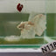Dumbo Halfmoon Super White Male Betta N118,N119,N120,N121,N122