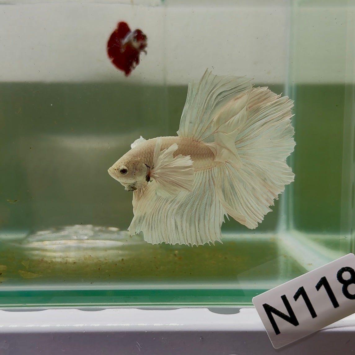 Dumbo Halfmoon Super White Male Betta