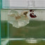 Dumbo Halfmoon Super White Male Betta N118,N119,N120,N121,N122