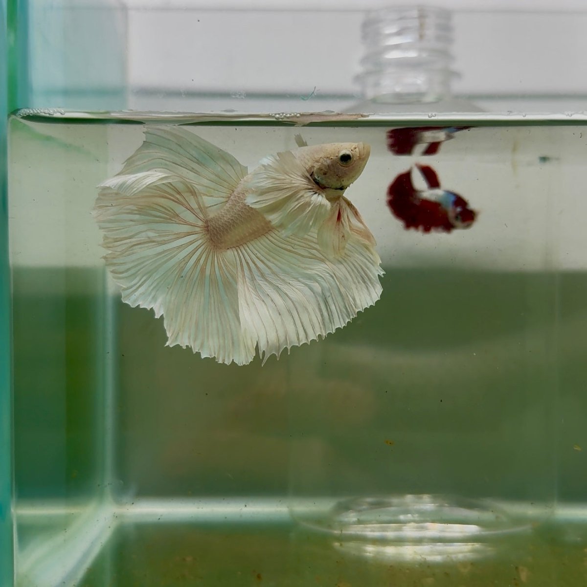 Dumbo Halfmoon Super White Male Betta