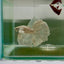 Dumbo Halfmoon Super White Male Betta N118,N119,N120,N121,N122