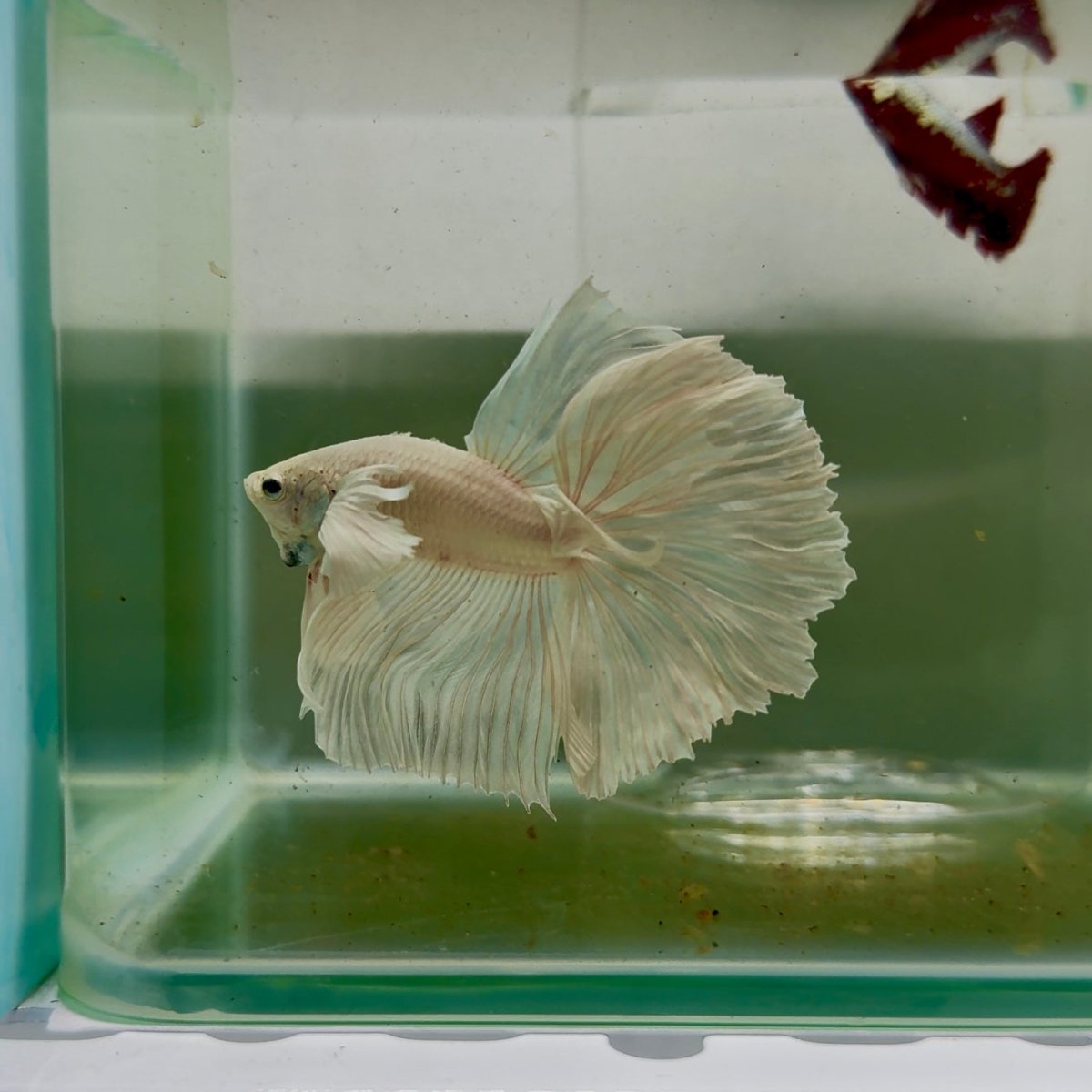 Dumbo Halfmoon Super White Male Betta