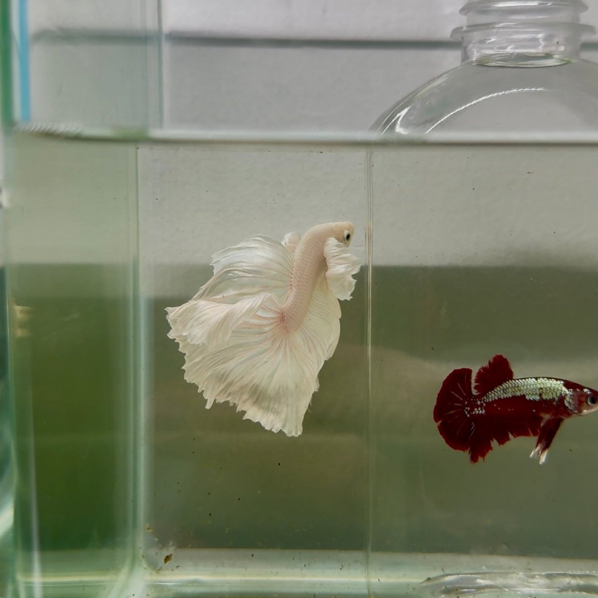 Dumbo Halfmoon Super White Male Betta
