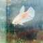 Dumbo Halfmoon White Female Betta N127