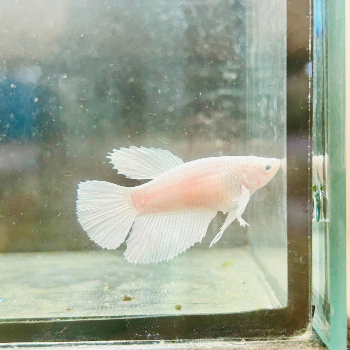 Dumbo Halfmoon White Female Betta N127