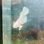 Dumbo Halfmoon White Female Betta N127
