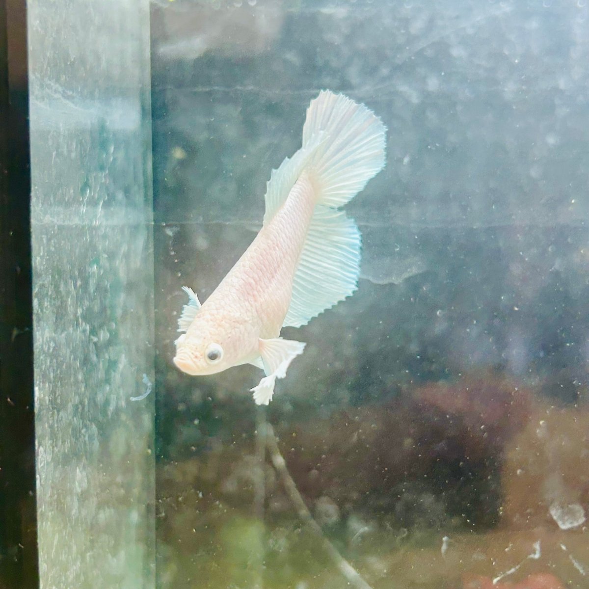 Dumbo Halfmoon White Female Betta N127