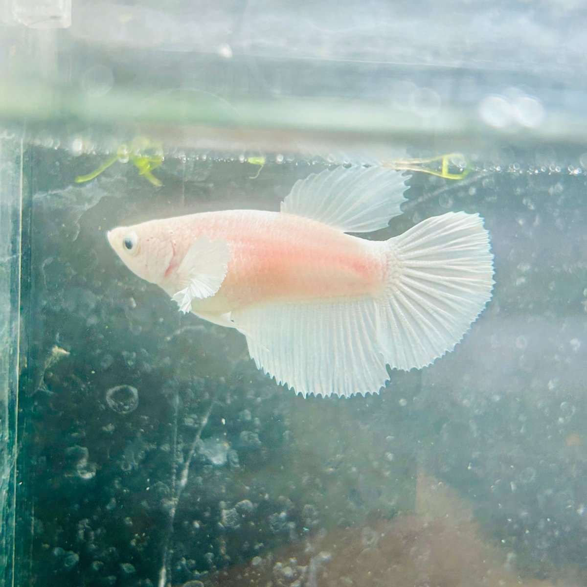 Dumbo Halfmoon White Female Betta N127
