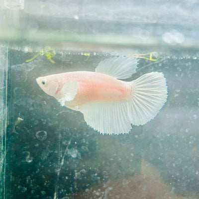 Dumbo Halfmoon White Female Betta N127