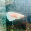 Dumbo Halfmoon White Female Betta N127