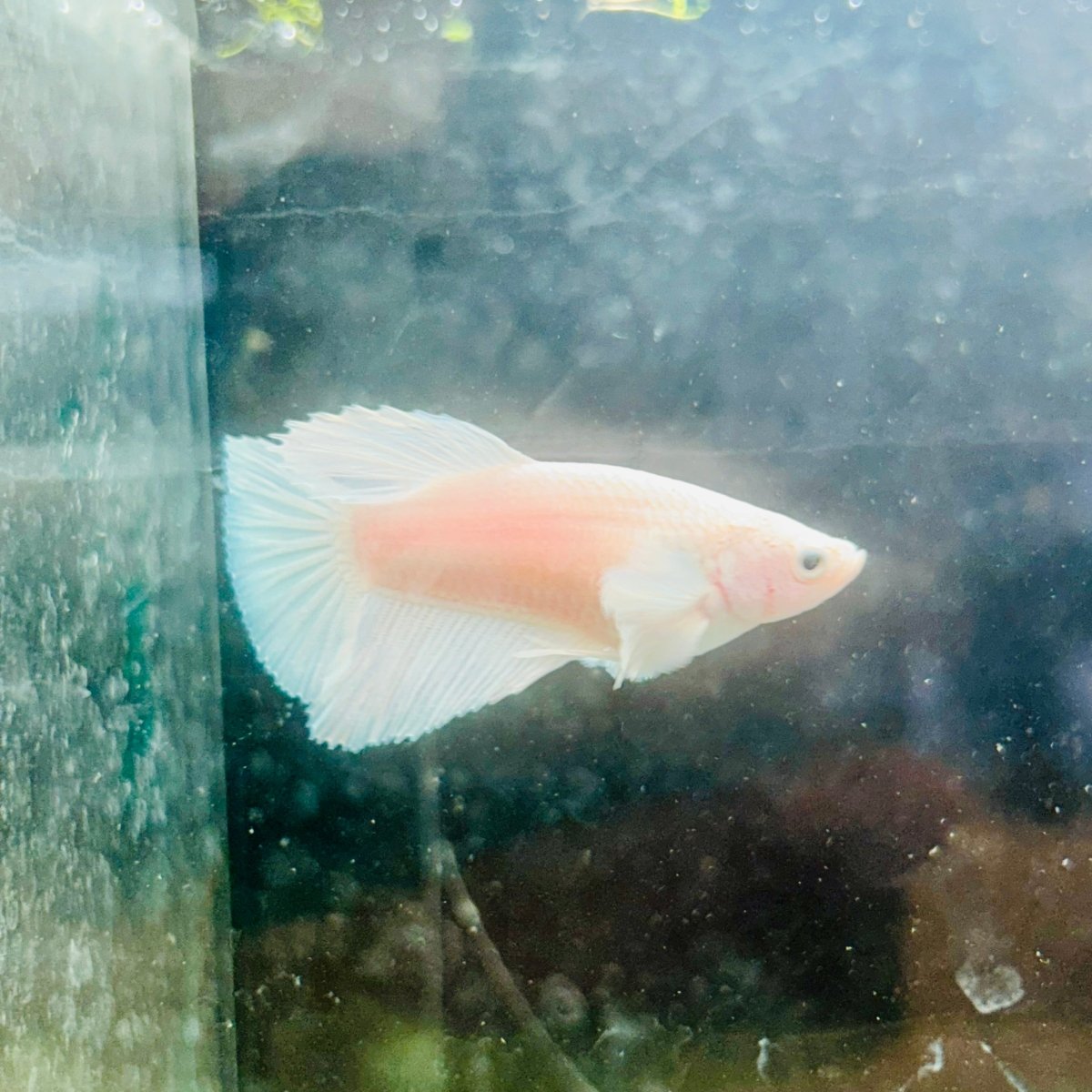 Dumbo Halfmoon White Female Betta N127