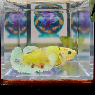 Dumbo Koi green eye A100 Plakat - Female Betta