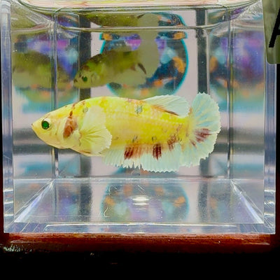 Dumbo Koi green eye A100 Plakat - Female Betta