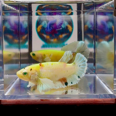 Dumbo Koi green eye A101 Plakat - Female Betta