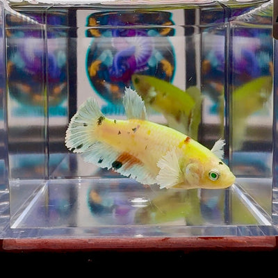Dumbo Koi green eye A101 Plakat - Female Betta