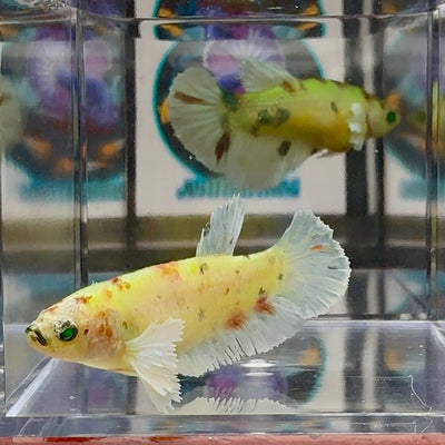 Dumbo Koi green eye A102 Plakat - Female Betta