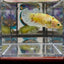 Dumbo Koi green eye A102 Plakat - Female Betta