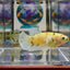 Dumbo Koi green eye A102 Plakat - Female Betta