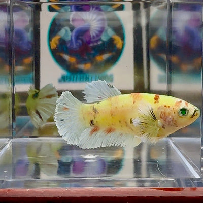 Dumbo Koi green eye A102 Plakat - Female Betta