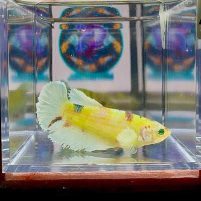 Dumbo Koi green eye A134 Plakat - Female Betta