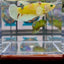 Dumbo Koi green eye A134 Plakat - Female Betta