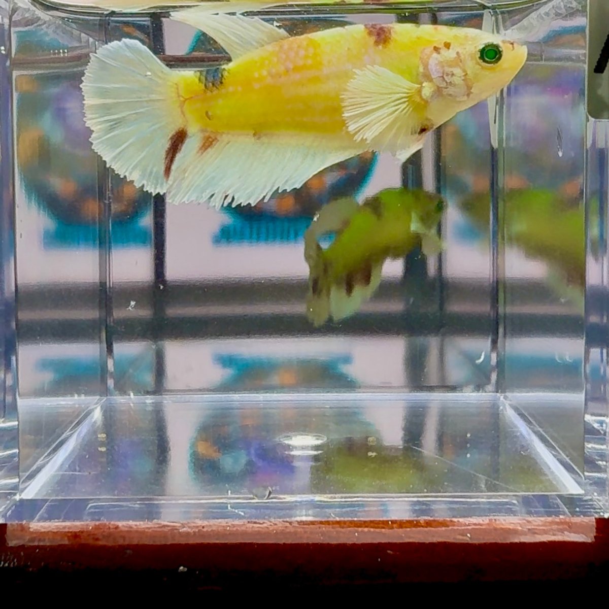 Dumbo Koi green eye A134 Plakat - Female Betta