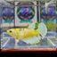 Dumbo Koi green eye A134 Plakat - Female Betta