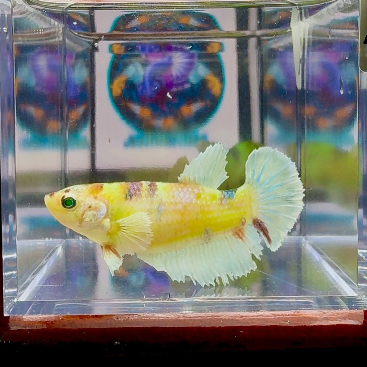 Dumbo Koi green eye A134 Plakat - Female Betta