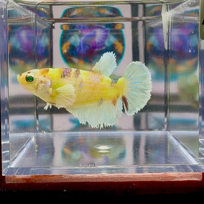 Dumbo Koi green eye A134 Plakat - Female Betta