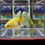 Dumbo Koi green eye A135 Halfmoon - Female Betta
