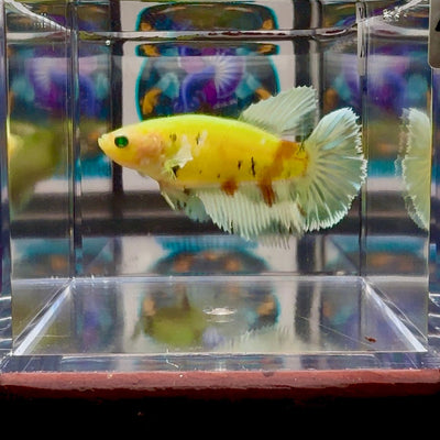 Dumbo Koi green eye A135 Halfmoon - Female Betta