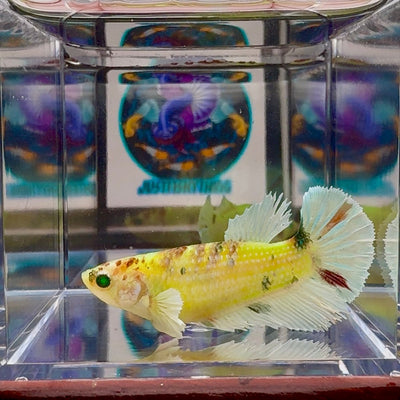 Dumbo Koi green eye A136 Plakat - Female Betta