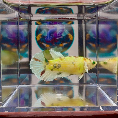 Dumbo Koi green eye A136 Plakat - Female Betta
