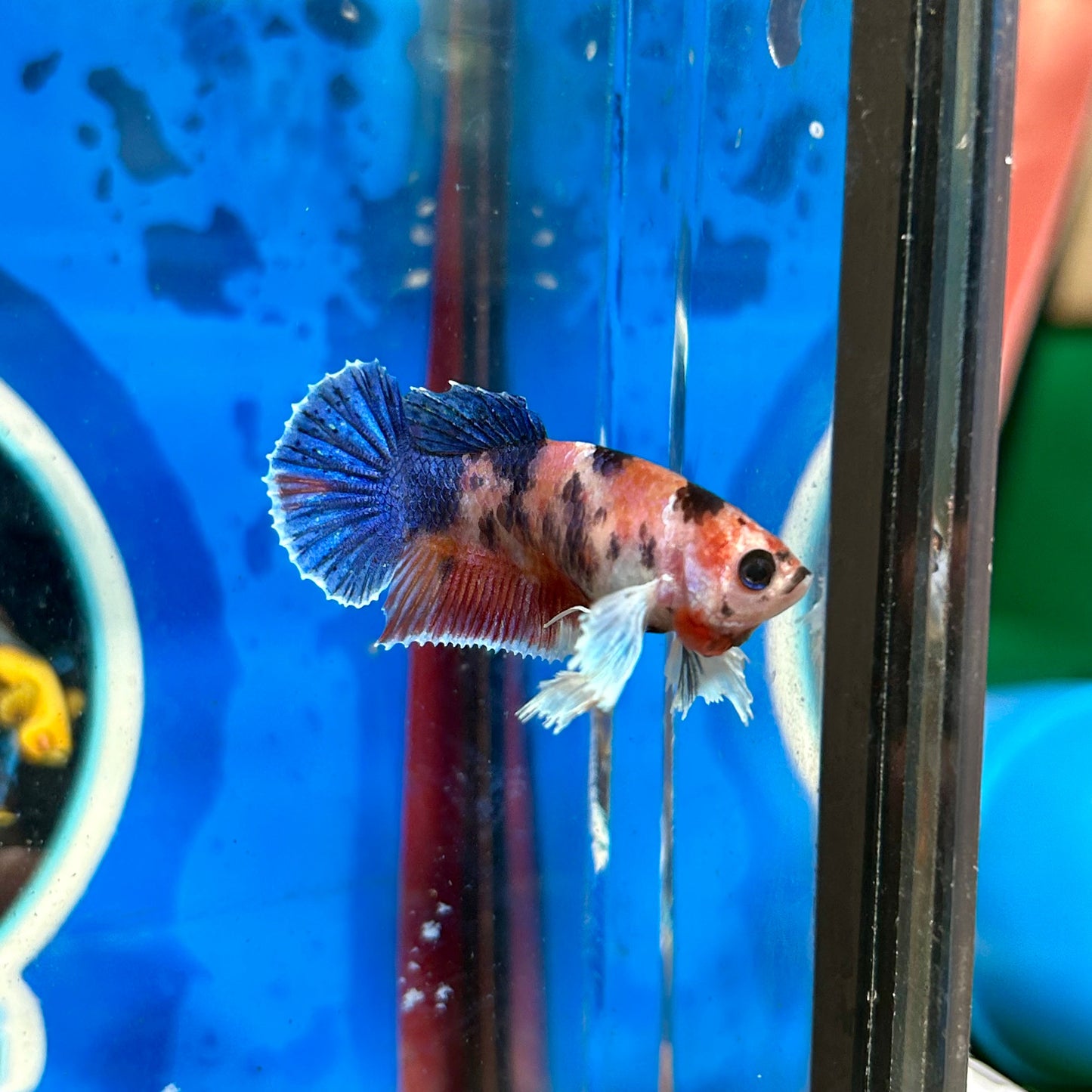 Dumbo Koi Plakat - Female Betta 042