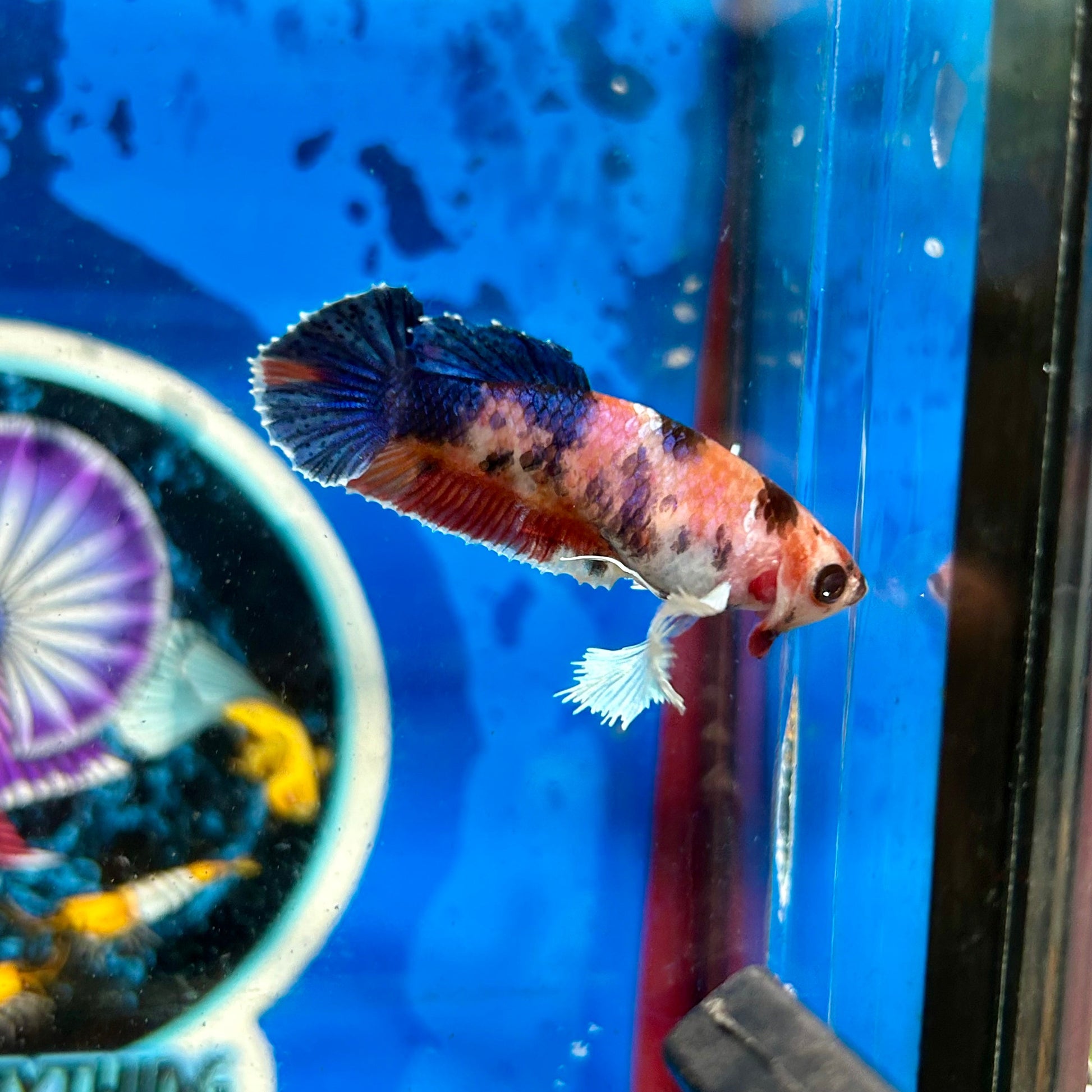 Dumbo Koi Plakat - Female Betta 042