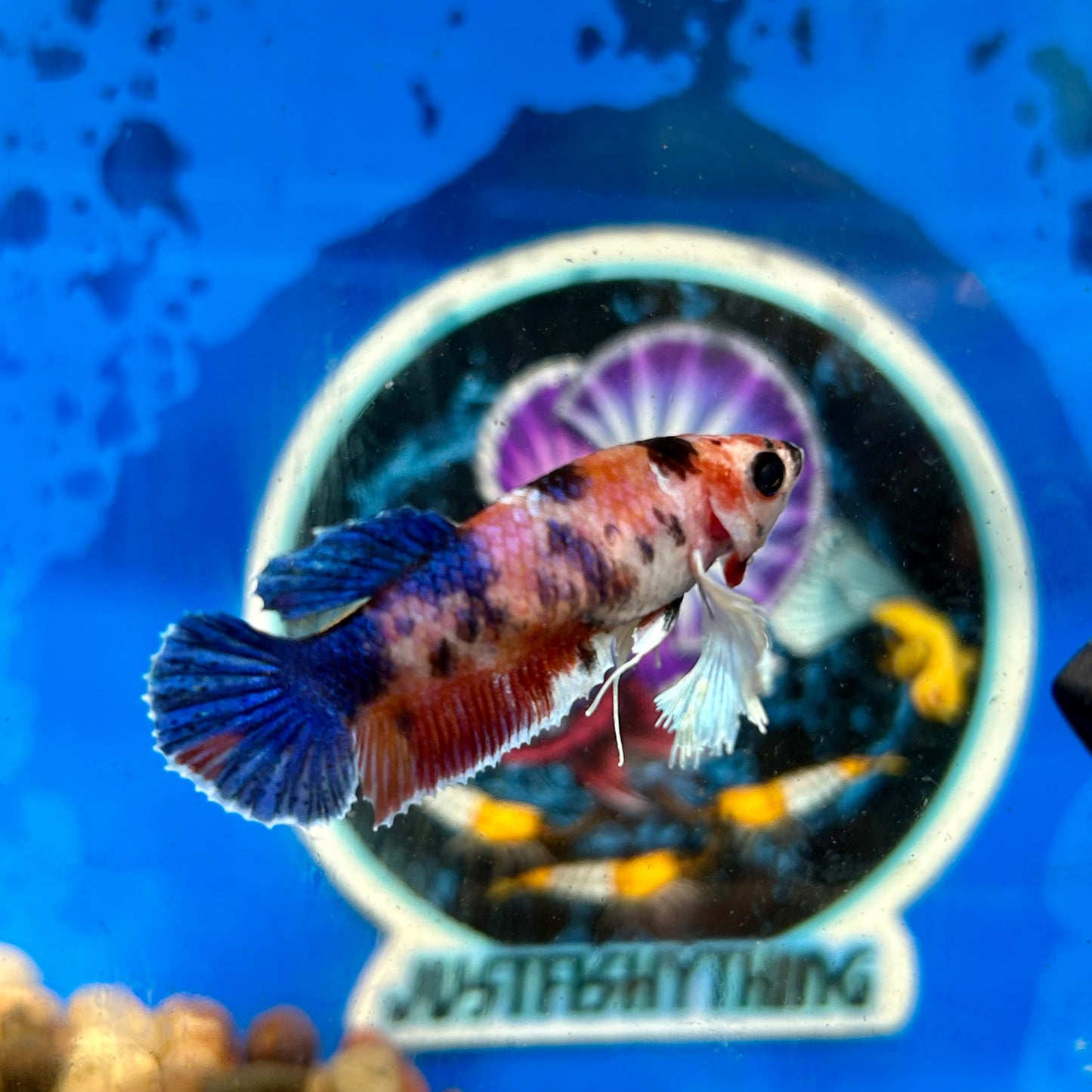 Dumbo Koi Plakat - Female Betta 042