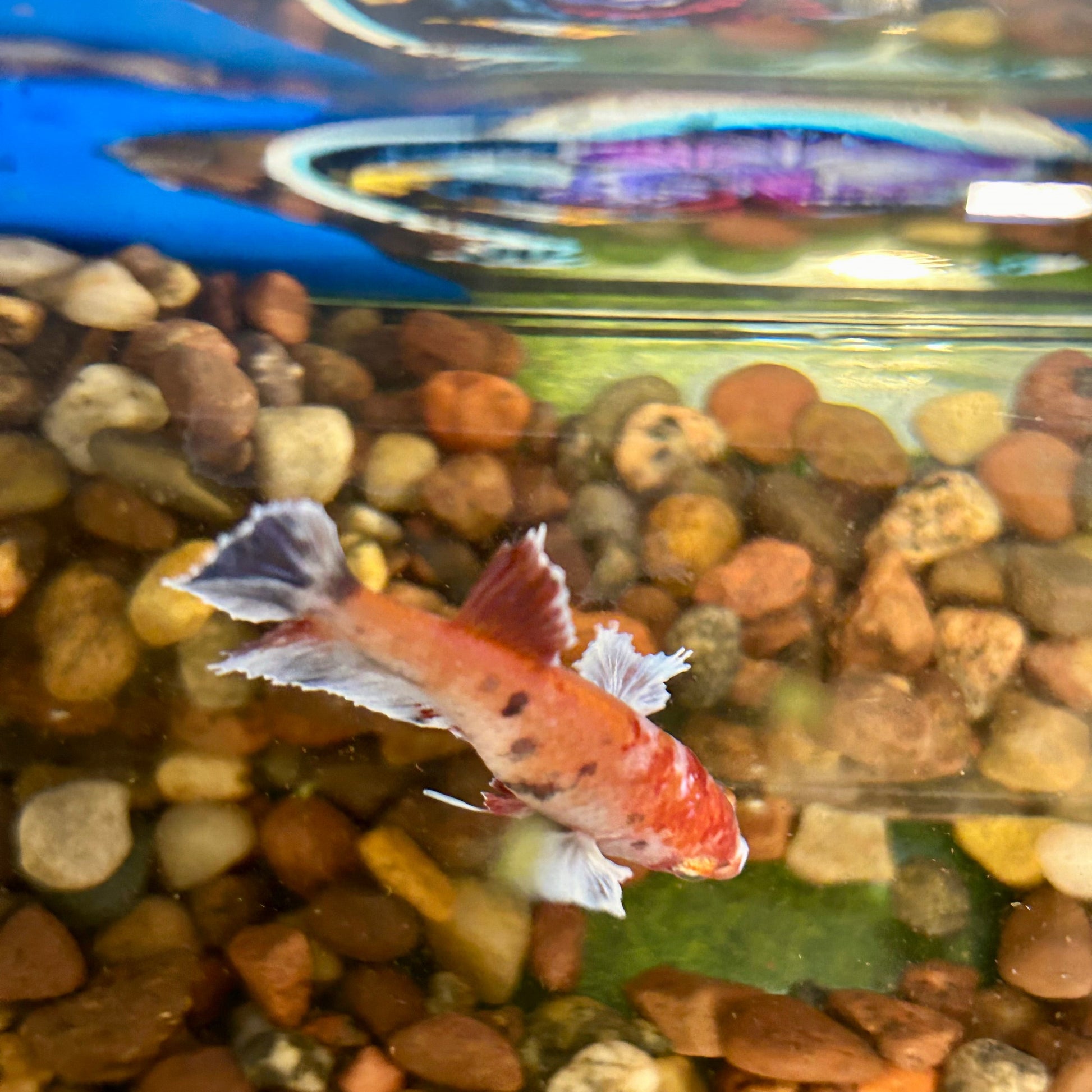 Dumbo Koi Plakat - Female Betta 109