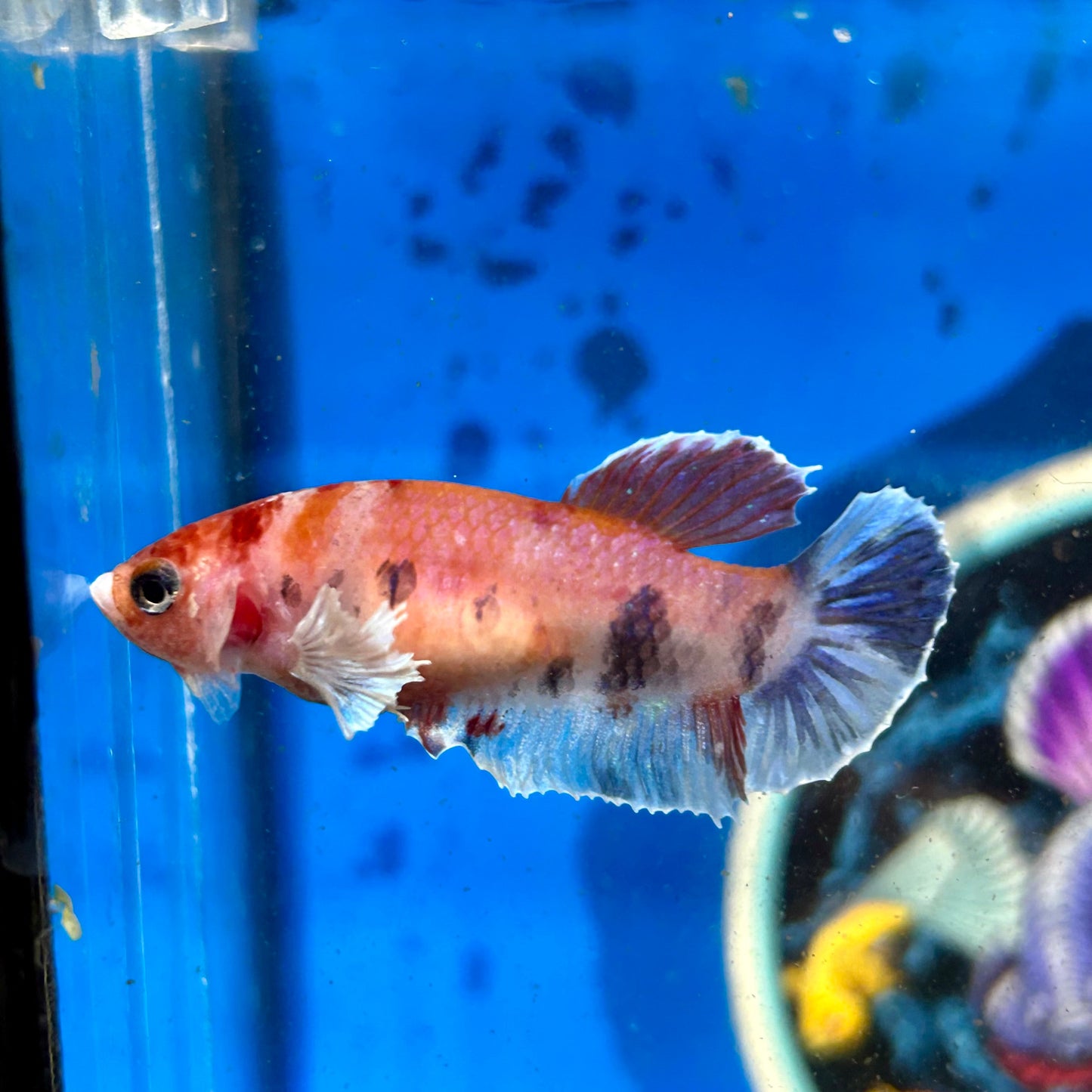 Dumbo Koi Plakat - Female Betta 109