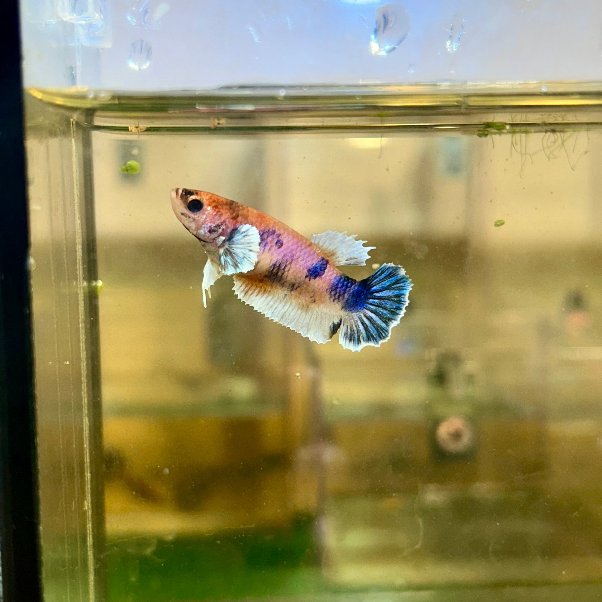 Dumbo Koi Plakat - Female Betta 19